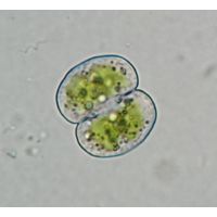 Cosmarium