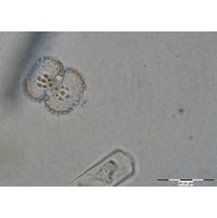 Cosmarium