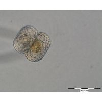 Cosmarium