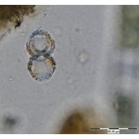 Cosmarium