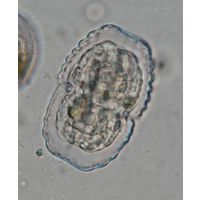 Cosmarium