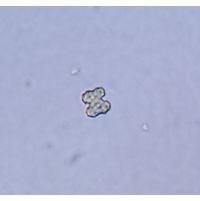 Cosmarium