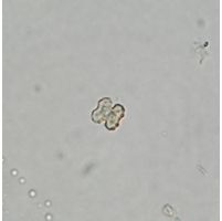 Cosmarium