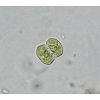 Cosmarium