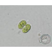 Cosmarium