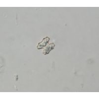 Cosmarium