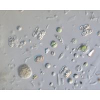 Cosmarium