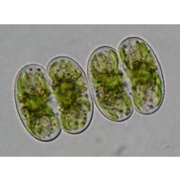 Cosmarium