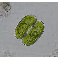 Cosmarium