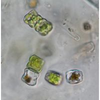 Cosmarium