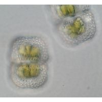Cosmarium