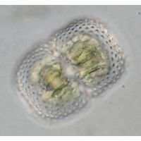 Cosmarium