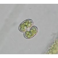 Cosmarium