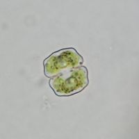Cosmarium