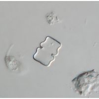 Cosmarium