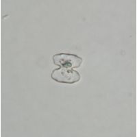 Cosmarium sphagnicola