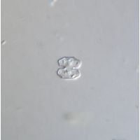 Cosmarium sphagnicola