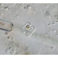 Cosmarium