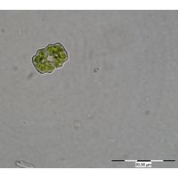 Cosmarium sphyrelatum