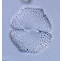 Cosmarium sportella