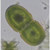 Cosmarium striolatum