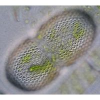 Cosmarium striolatum