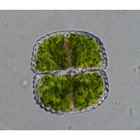 Cosmarium subbroomei