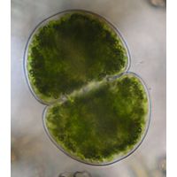 Cosmarium subcucumis