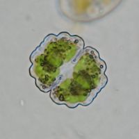 Cosmarium subprotumidum