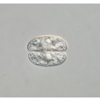 Cosmarium subquadrans