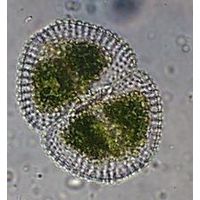 Cosmarium