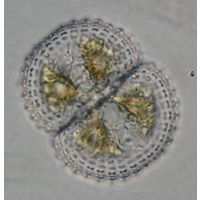Cosmarium subspeciosum