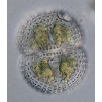 Cosmarium subspeciosum