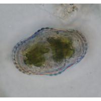 Cosmarium subspeciosum