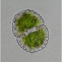 Cosmarium subspeciosum