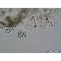 Cosmarium