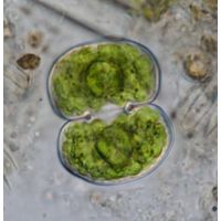 Cosmarium subtumidum