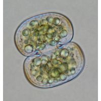 Cosmarium subtumidum