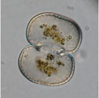 Cosmarium subtumidum