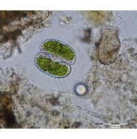 Cosmarium tetrachondrum