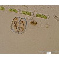 Cosmarium tetrachondrum