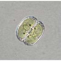 Cosmarium tetrachondrum