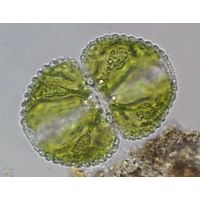 Cosmarium tetraophthalmum
