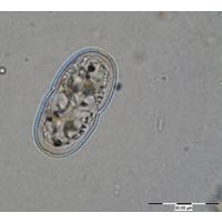 Cosmarium thwaitesii