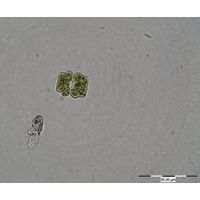 Cosmarium trilobulatum