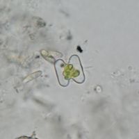 Cosmarium