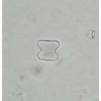 Cosmarium
