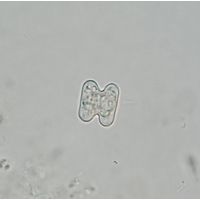 Cosmarium