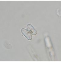 Cosmarium