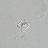 Cosmarium